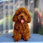 NGUYỄN PHÁT - THIẾT KẾ WEBSITE - 0901472916